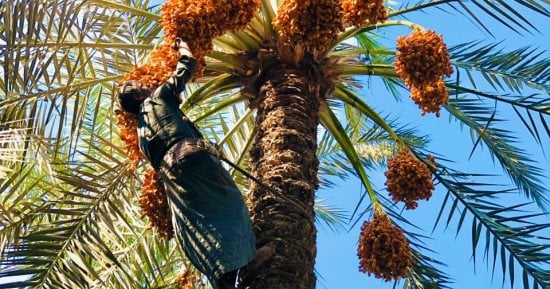 27 مليون نخلة في مصر تنتج 2.2 مليون طن من التمور سنويًا.. اعرف التفاصيل