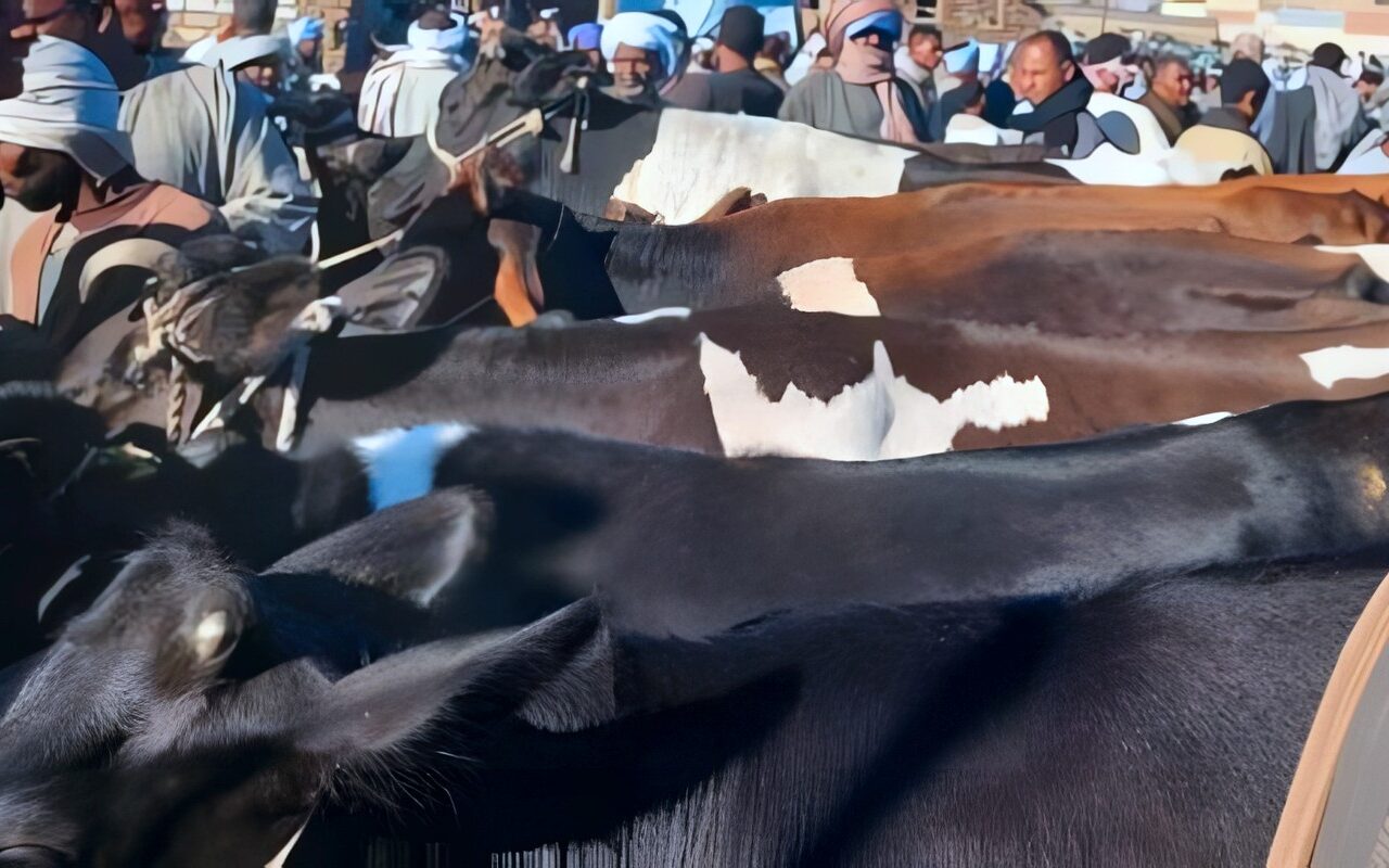 الحبس والغرامة عقوبة زاول مهنة الطب البيطري بدون تصريح.. التفاصيل