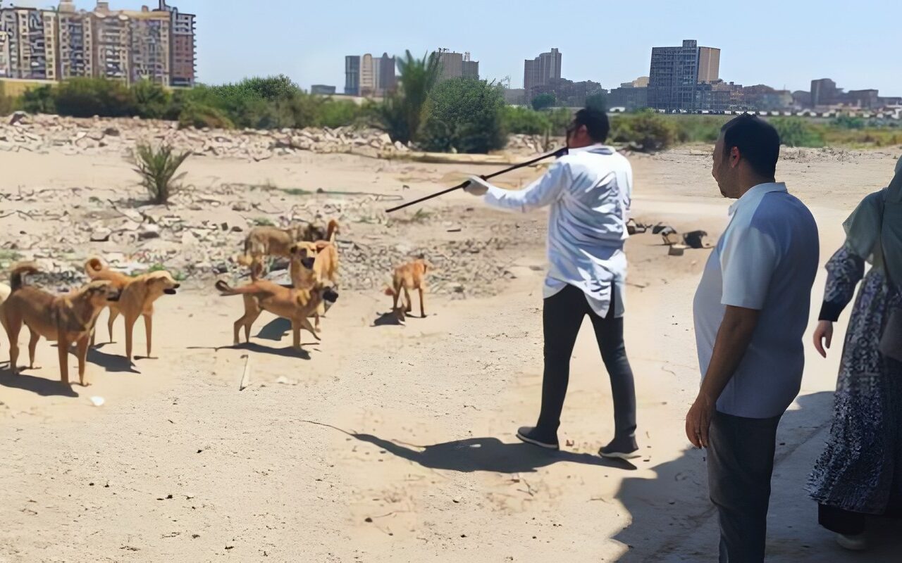 3 ضوابط وضعها القانون لحيازة الحيوانات.. تعرف عليها