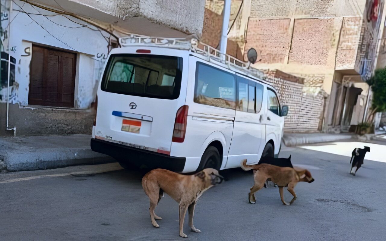 4 حالات بقانون الحيوانات الخطرة والكلاب تلزم مالكها بإخطار السلطات فورا