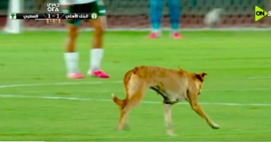 كلب يقتحم الملعب ويخطف الأضواء فى مباراة المصري والبنك الأهلى “فيديو”