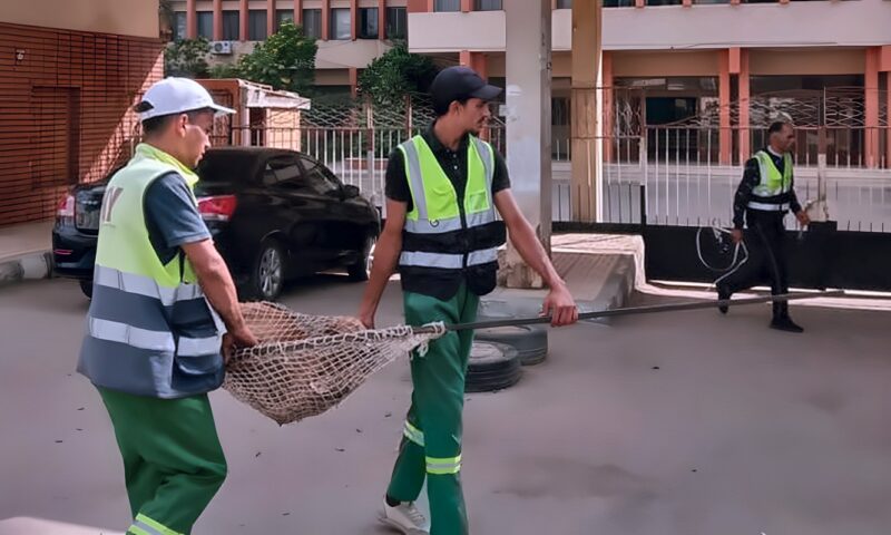 تكثيف الحملات بالمناطق الأكثر انتشارا للكلاب الضالة بالدقهلية (صور)