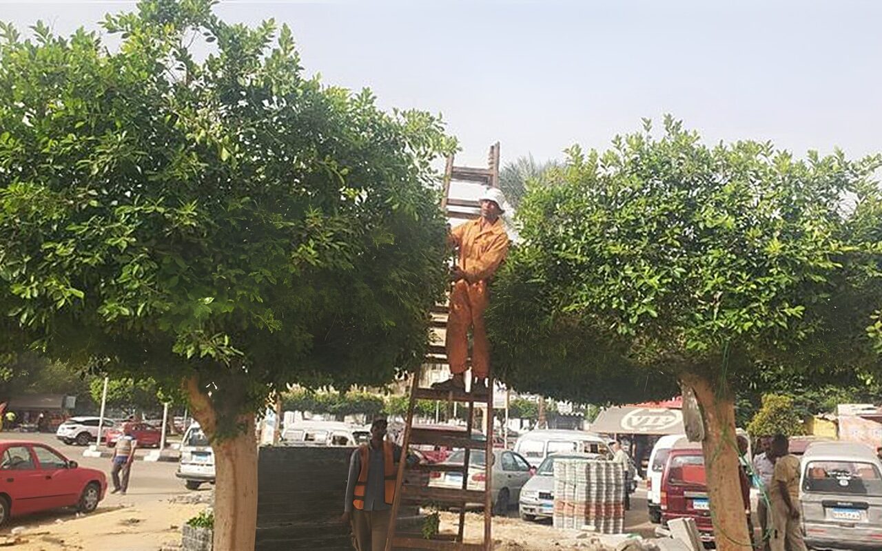محافظة الإسماعيلية توضح حقيقة قطع الأشجار بميدان عرابي (صور)