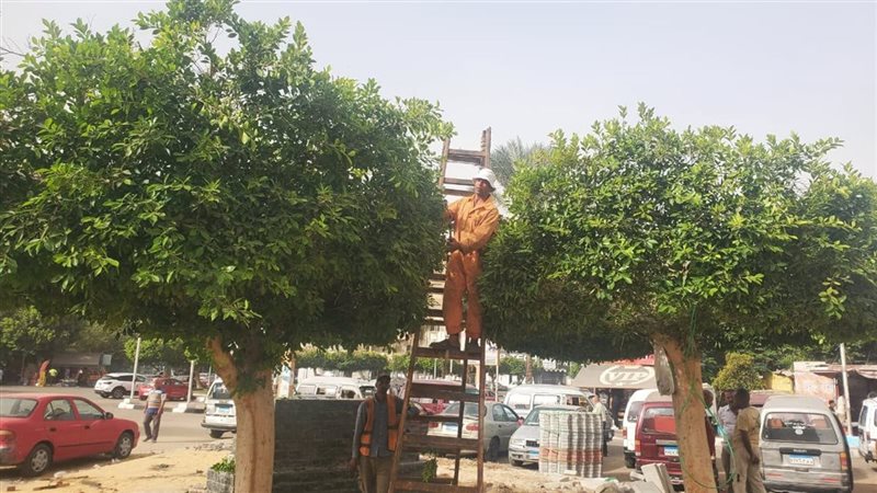 محافظة الإسماعيلية توضح حقيقة قطع الأشجار بميدان عرابي (صور)