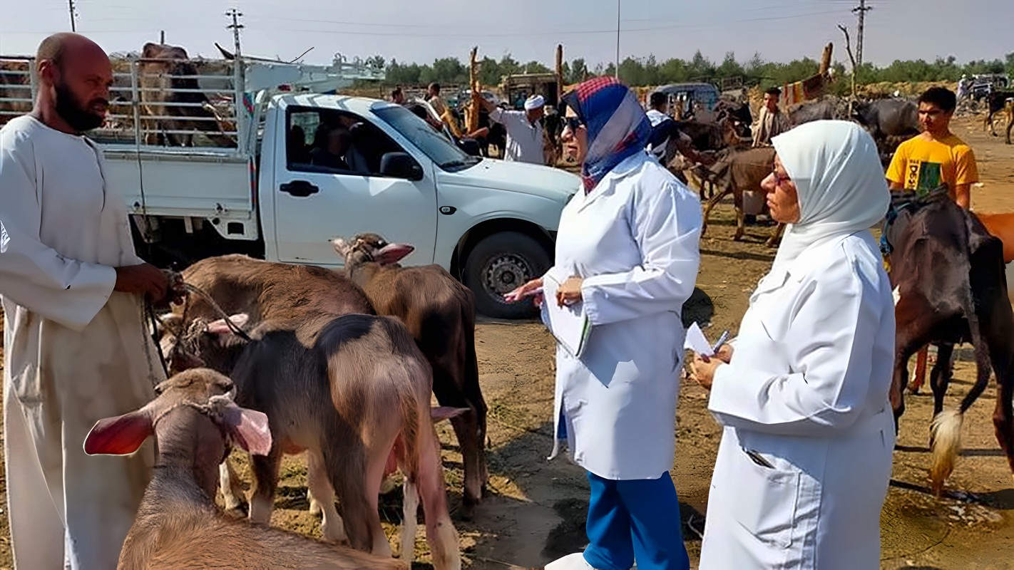 1037 ترخيصًا جديدًا و774 تسجيلة أعلاف، حصاد قطاع الثروة الحيوانية والداجنة خلال سبتمبر