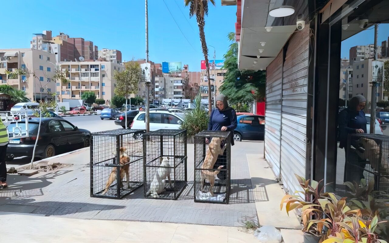 خطة 2030 تبدأ من الشوارع، بيطري الإسماعيلية يواجه السعار بتحصين وتعقيم الكلاب الضالة (صور)