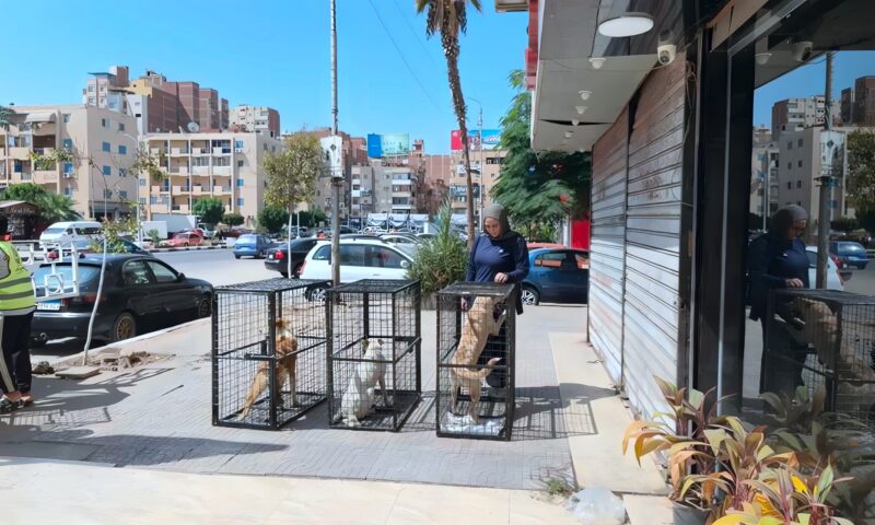 خطة 2030 تبدأ من الشوارع، بيطري الإسماعيلية يواجه السعار بتحصين وتعقيم الكلاب الضالة (صور)
