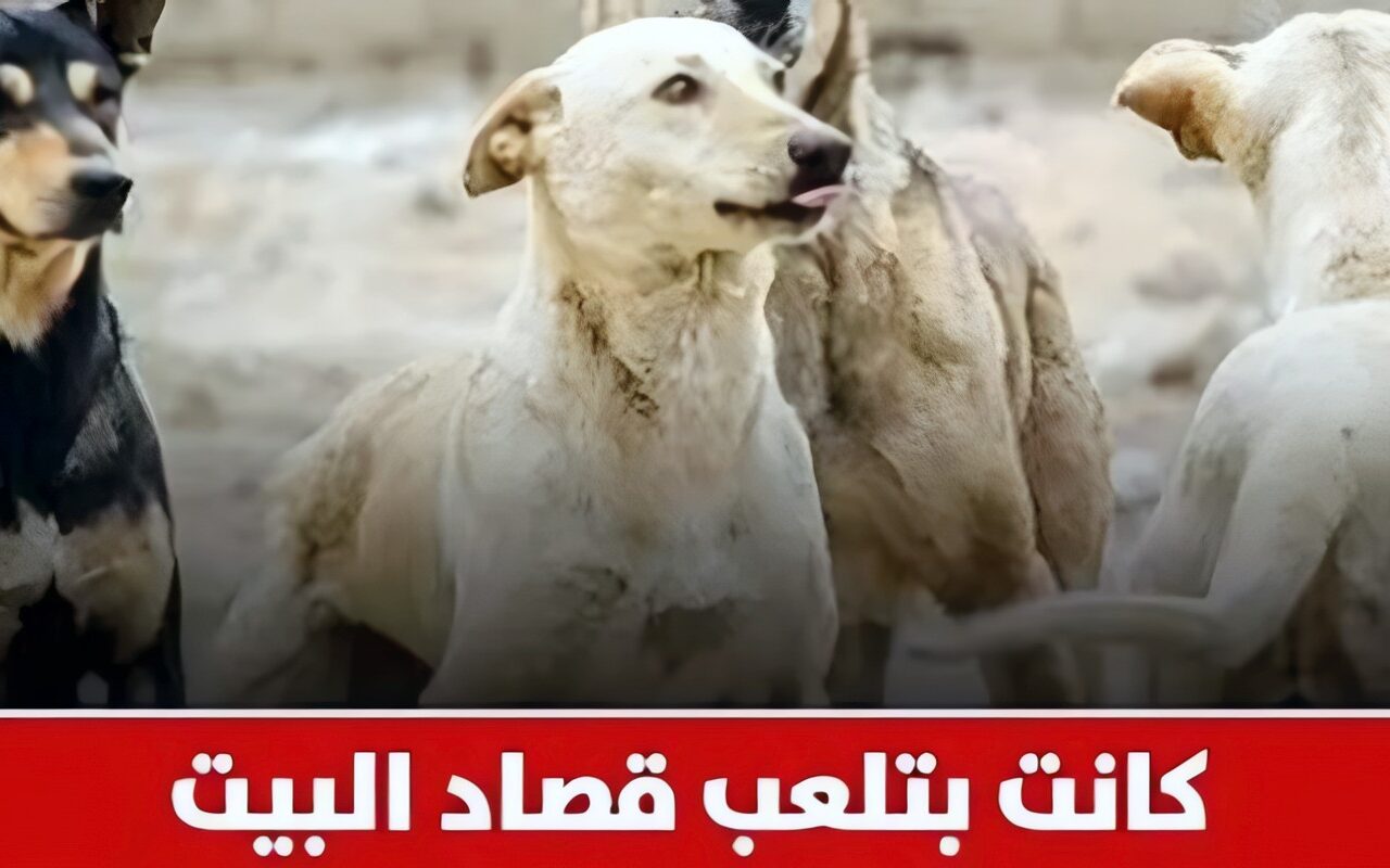 والد طفلة حدائق أكتوبر ضحية هجوم 7 كلاب: تركت شغلي ولقيتها متقطعة