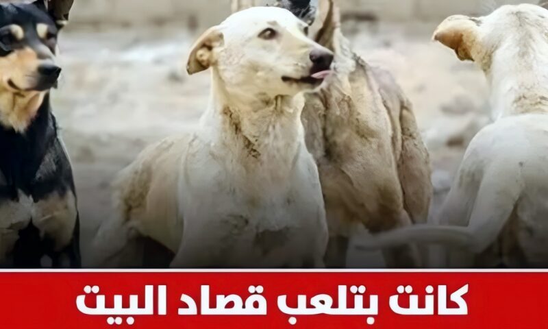 والد طفلة حدائق أكتوبر ضحية هجوم 7 كلاب: تركت شغلي ولقيتها متقطعة