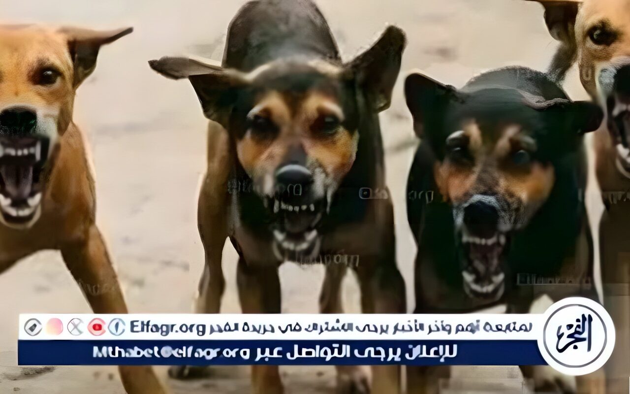 الكلاب نهشت بنتي| والد طفلة حدائق أكتوبر يكشف تفاصيل اللحظات المرعبة