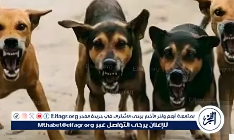 الكلاب نهشت بنتي| والد طفلة حدائق أكتوبر يكشف تفاصيل اللحظات المرعبة