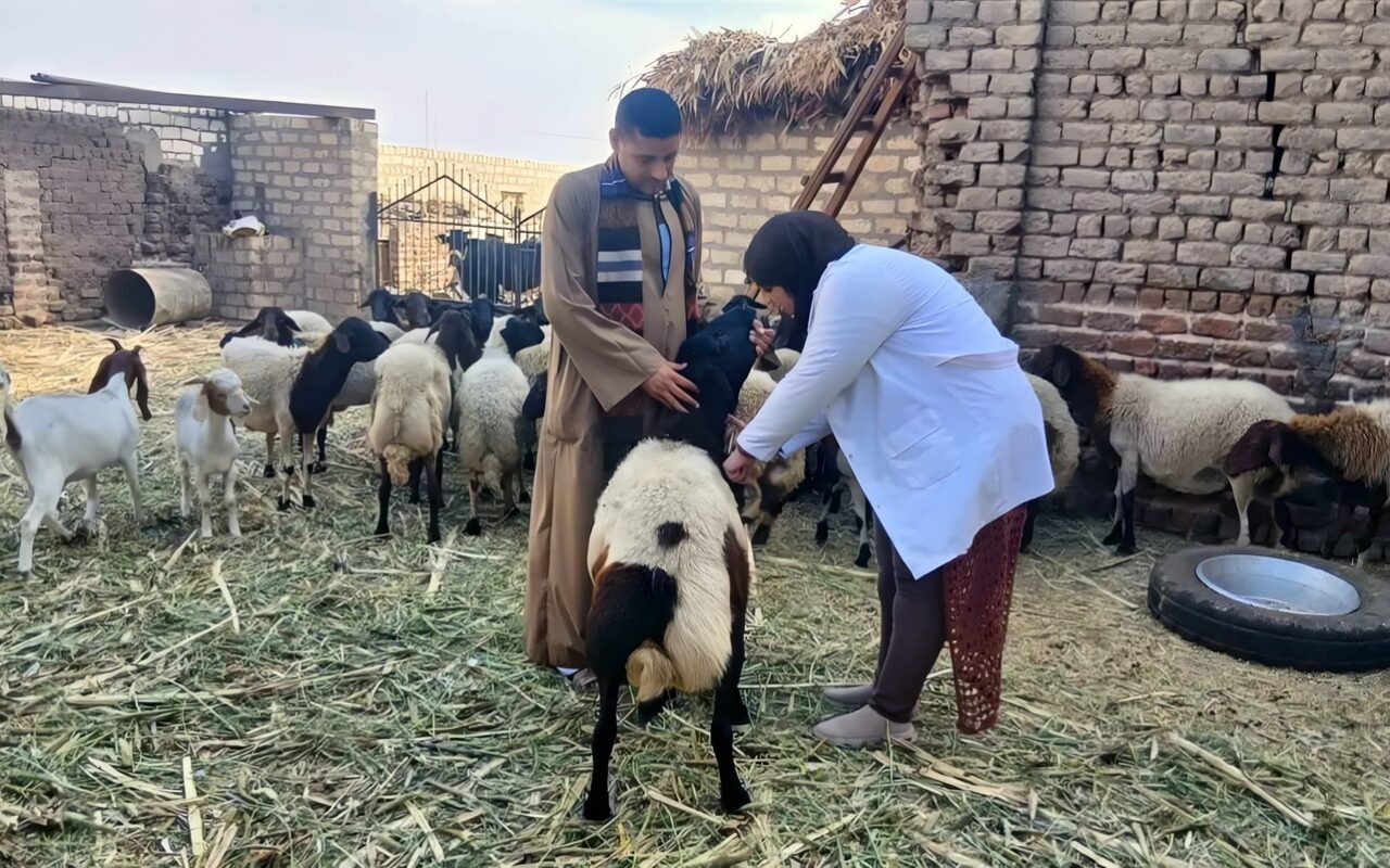 تحصين 27 ألفًا و382 رأس ماشية ضد الجلد العقدي وطاعون المجترات الصغيرة خلال أسبوع الأول بأسيوط