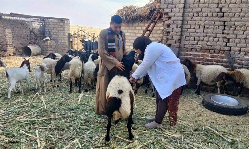 تحصين 27 ألفًا و382 رأس ماشية ضد الجلد العقدي وطاعون المجترات الصغيرة خلال أسبوع الأول بأسيوط