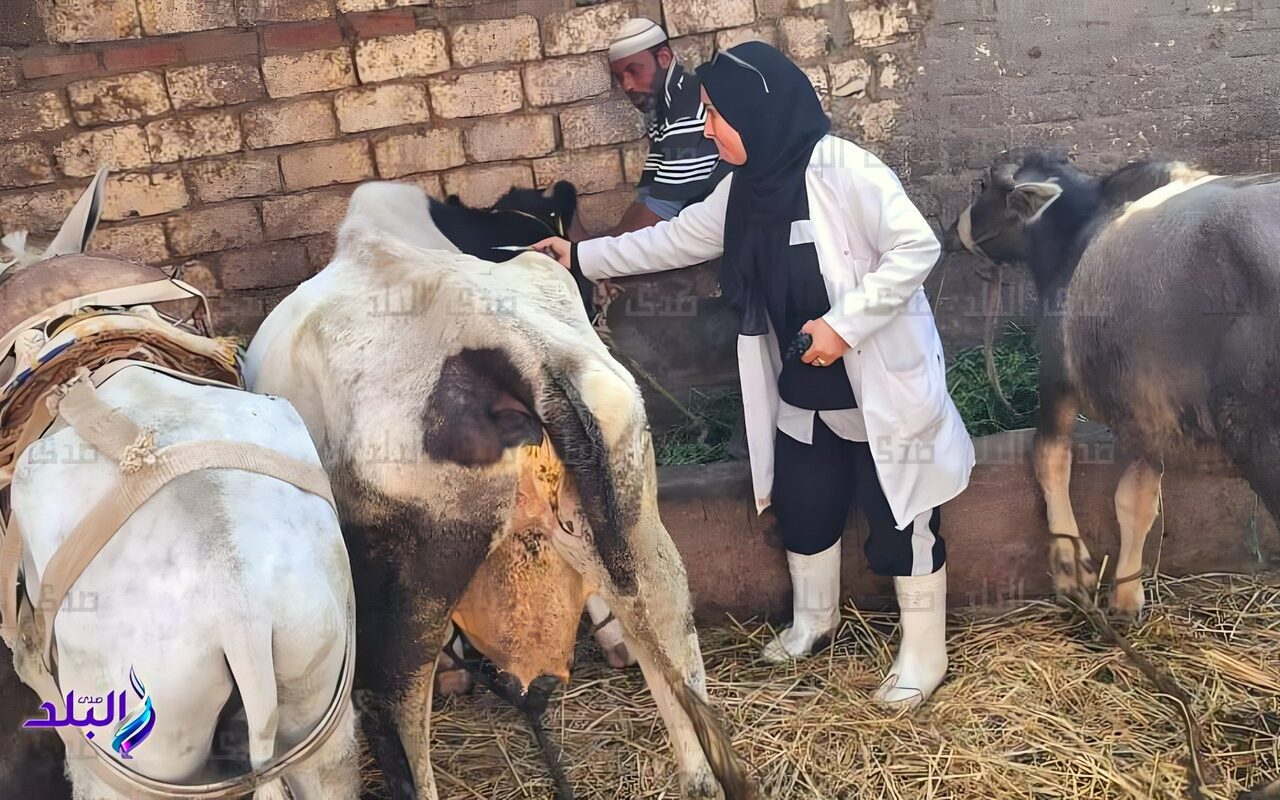 بيطري الغربية: تحصين 61 ألف رأس ماشية ضد الجلد العقدي للأبقار وطاعون المجترات الصغيرة