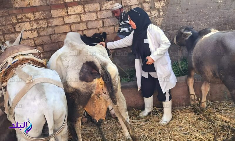 بيطري الغربية: تحصين 61 ألف رأس ماشية ضد الجلد العقدي للأبقار وطاعون المجترات الصغيرة