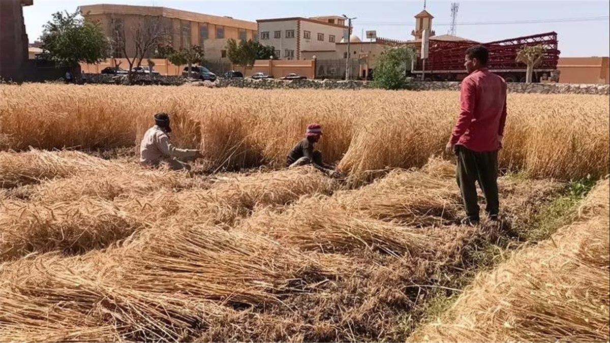 الزراعة تطرح تقاوي القمح خلال أيام، واستهداف زراعة 4 ملايين فدان بالموسم الجديد