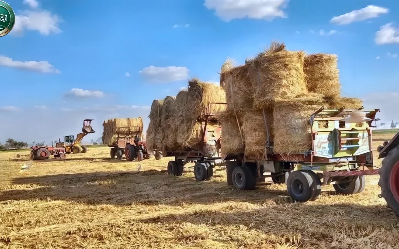 الشرقية تواجه السحابة السوداء، تجميع 206 آلاف طن من قش الأرز وتحرير 197 محضر حرق
