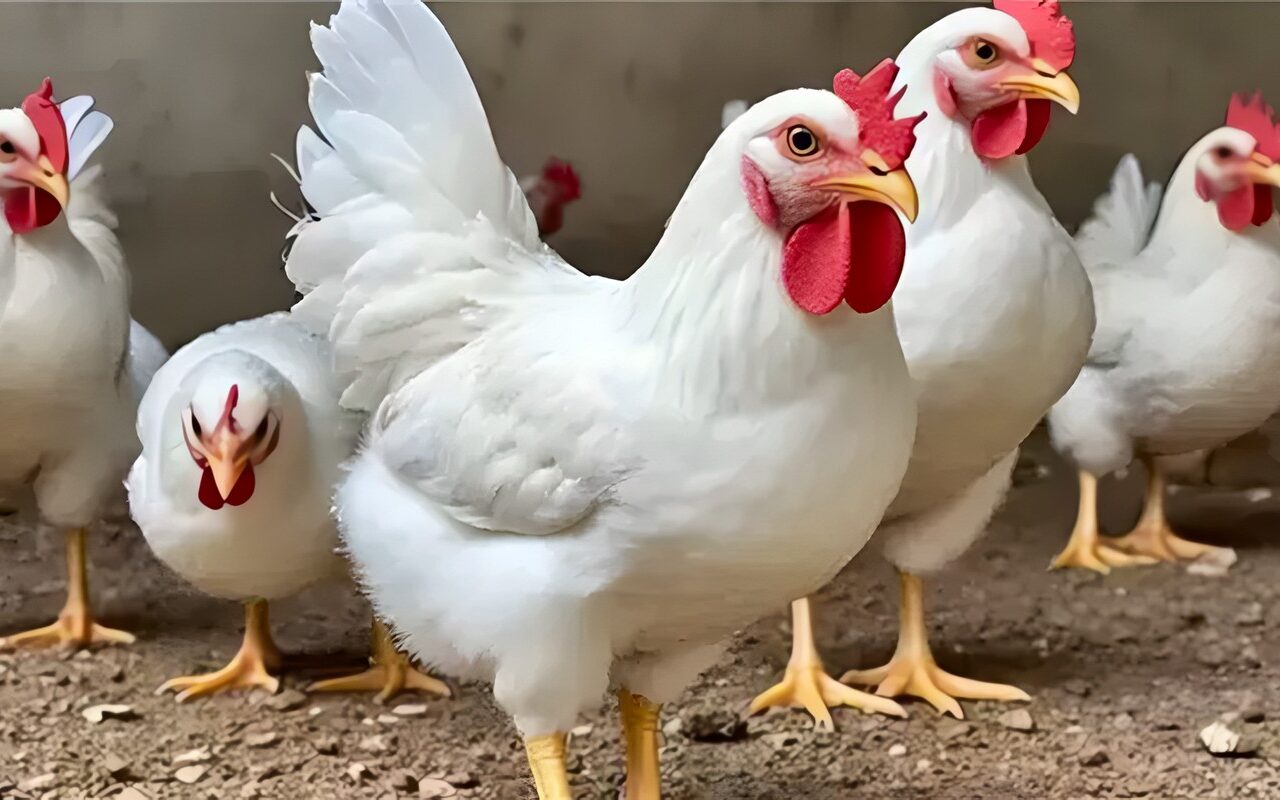 انخفاض البلدي، سعر الفراخ اليوم الجمعة 23 أكتوبر 2026 (آخر تحديث)