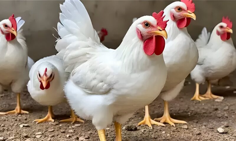 انخفاض البلدي، سعر الفراخ اليوم الجمعة 23 أكتوبر 2026 (آخر تحديث)