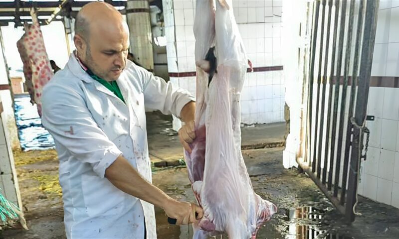 إعدام رأسين من الماشية المصابة بالسل بمجزر شطا في دمياط