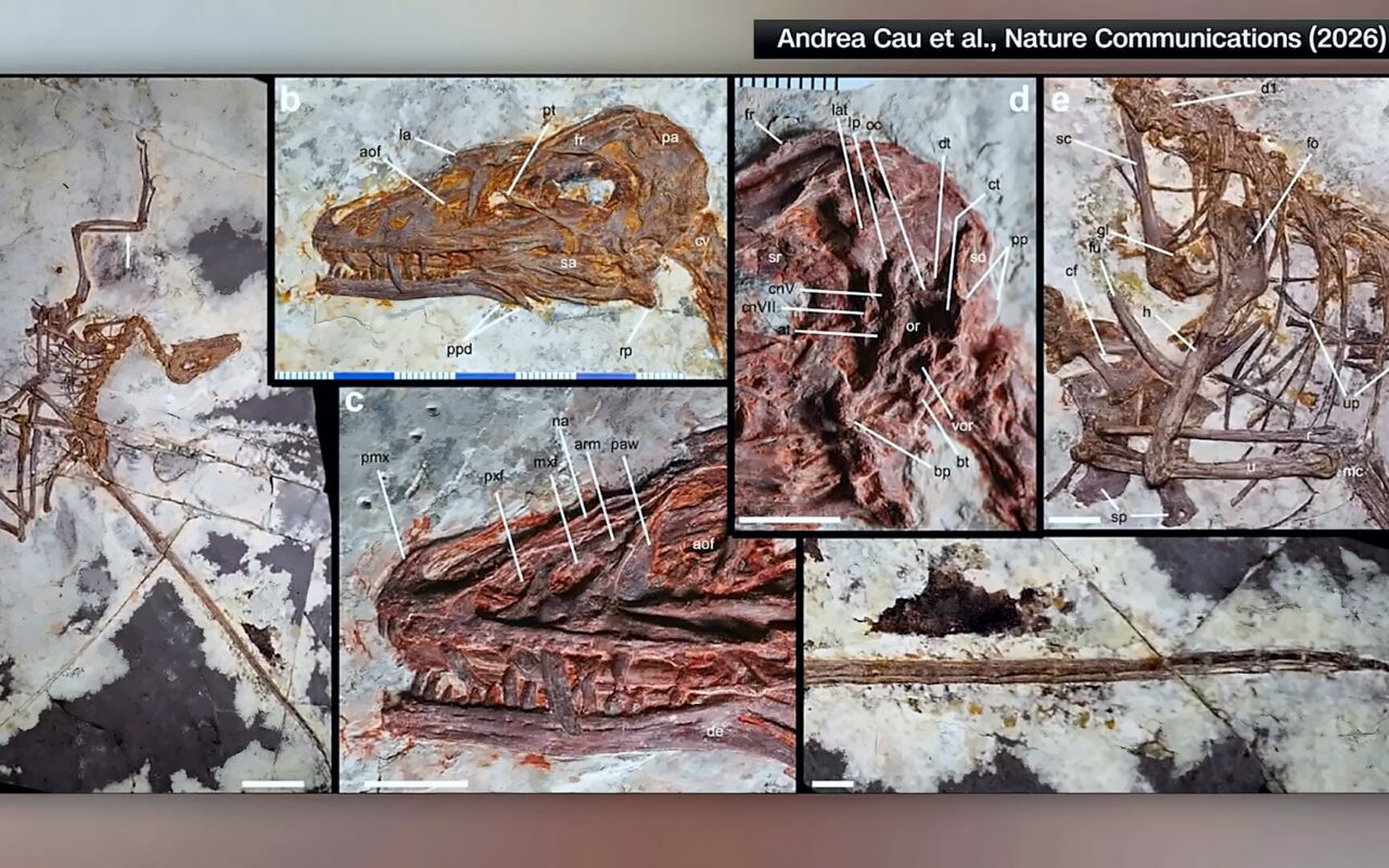 في الصين.. اكتشاف نوع جديد من الديناصورات المكسوّة بالريش.. كيف يبدو؟