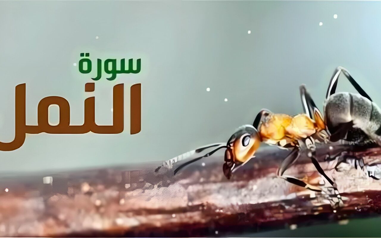 سبب نزول سورة النمل وفضائلها، ولماذا سميت بهذا الاسم؟