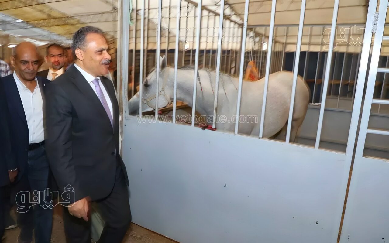 الشرقية تستعد لانطلاق مهرجان الخيول العربية الأصيلة