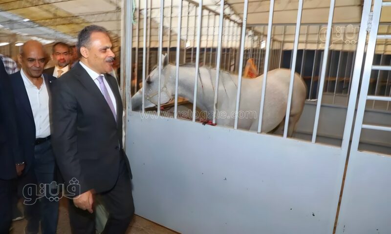 الشرقية تستعد لانطلاق مهرجان الخيول العربية الأصيلة