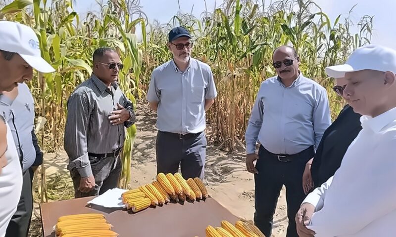 الذكاء الاصطناعي يدخل حقول الإسماعيلية، الزراعة تختبر روشتة جديدة لتوفير مياه الري