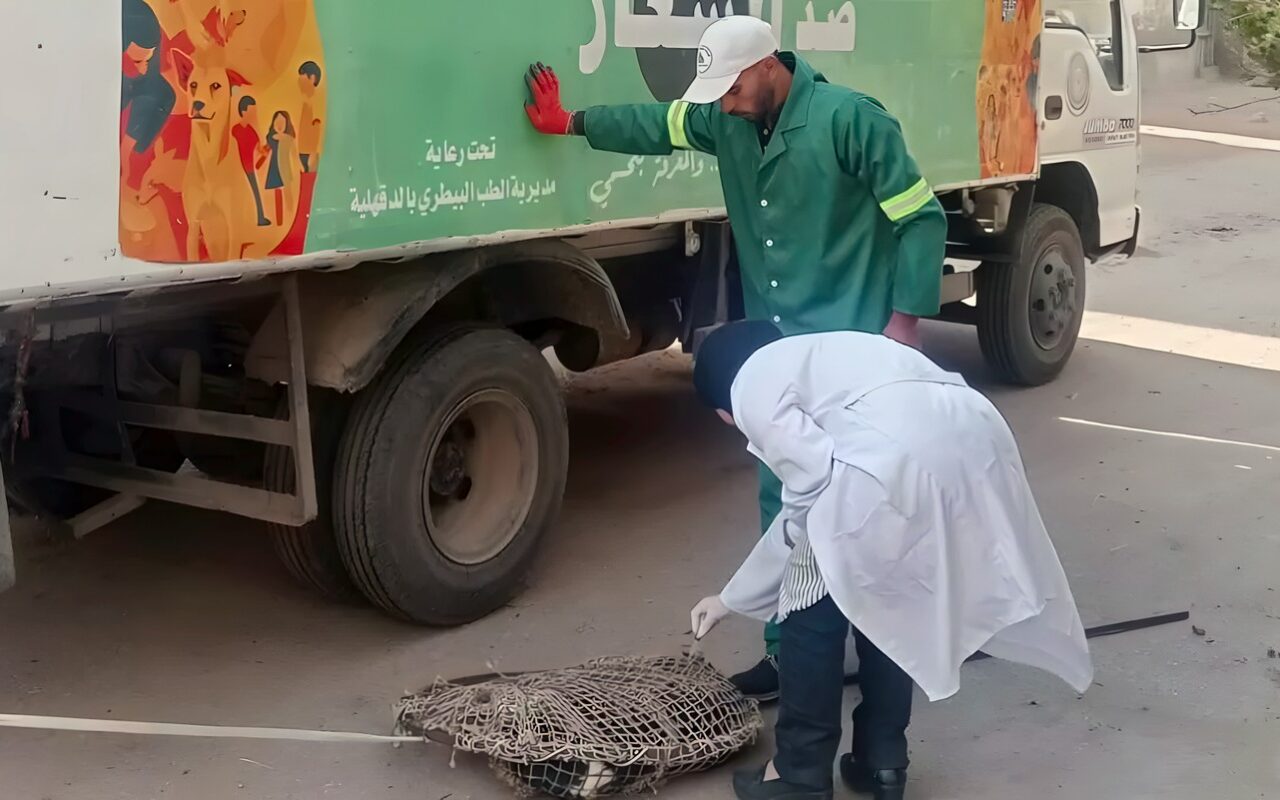 حملات لمواجهة الكلاب الضالة في منية النصر بالدقهلية