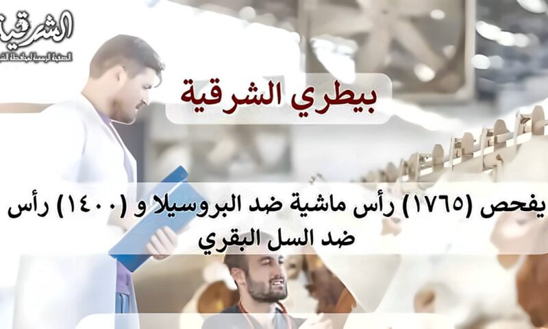 بيطري الشرقية: فحص 3165 رأس ماشية ضد البروسيلا والسل البقرى خلال سبتمبر الماضي