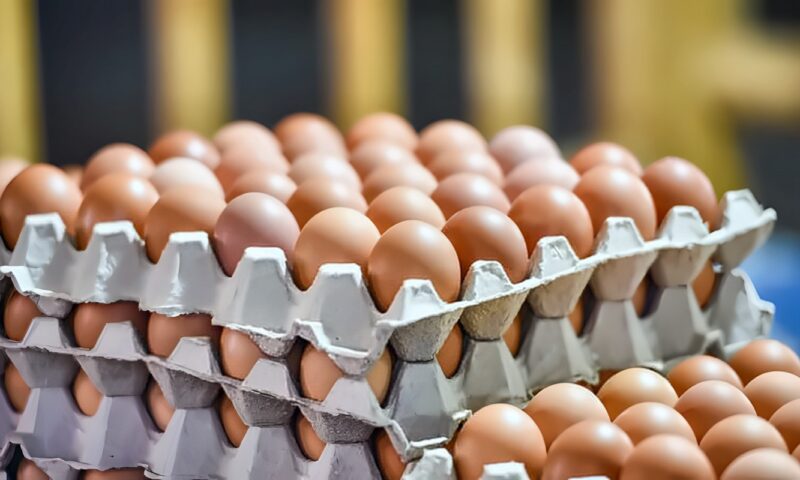 سعر كرتونة البيض اليوم السبت في بورصة الدواجن