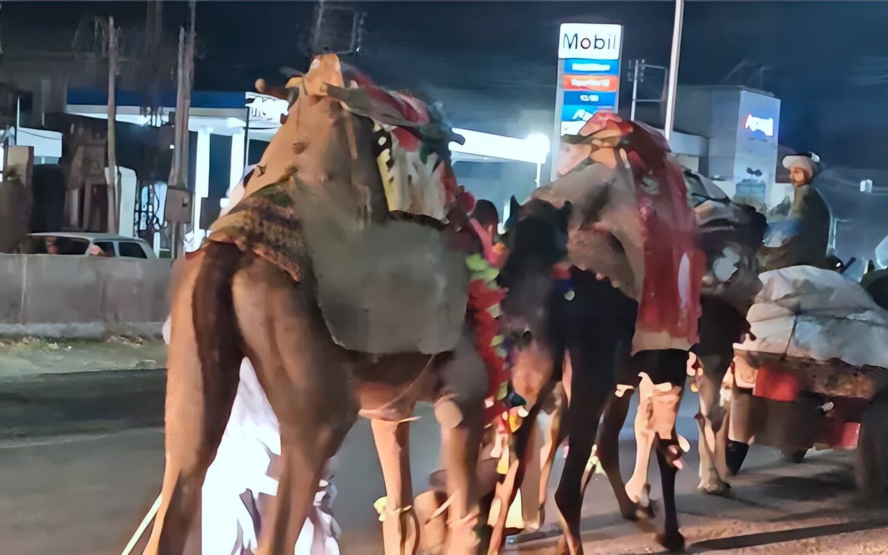 بانتهاء الاحتفالات، بدء مغادرة رواد السيد البدوي لبلادهم بالجمال والرايات الحمراء (فيديو)