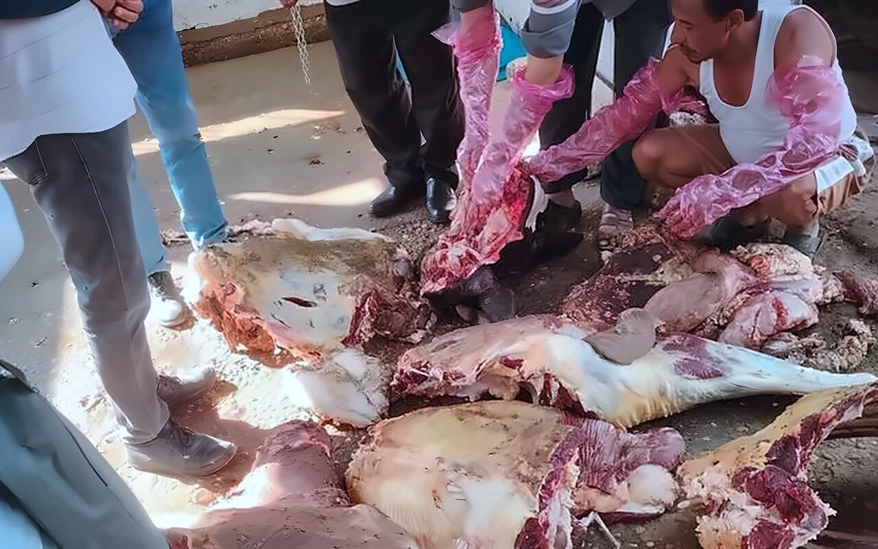 ذبيحة مصابة بالسل، شكوى مواطن تنقذ أهالي قرية بسقلون بالمنيا من كارثة صحية (صور)