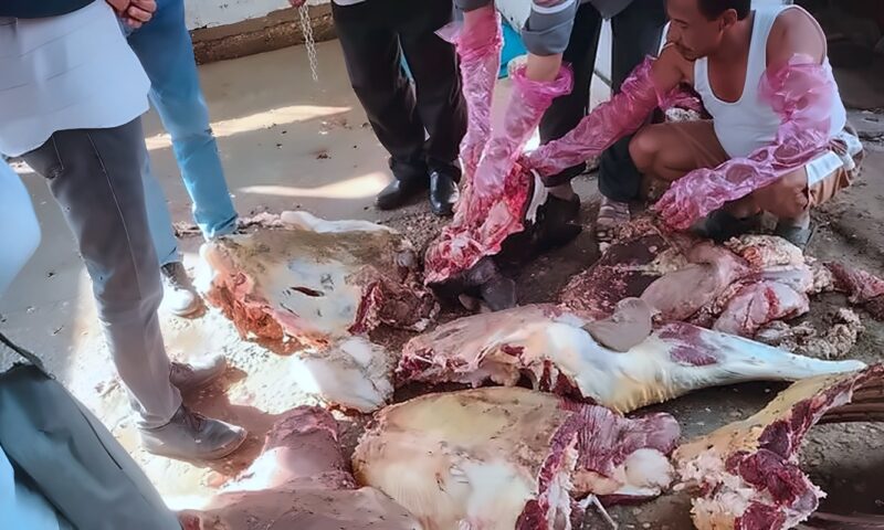 ذبيحة مصابة بالسل، شكوى مواطن تنقذ أهالي قرية بسقلون بالمنيا من كارثة صحية (صور)