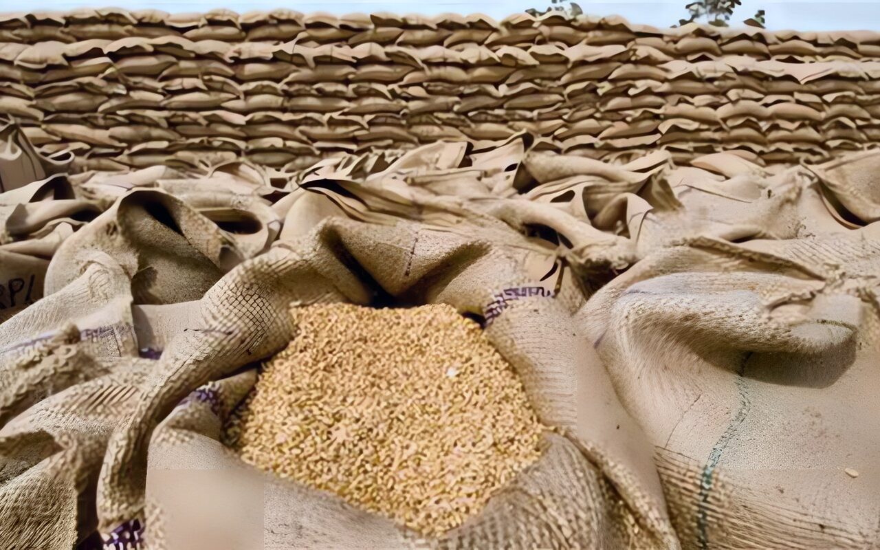 «فيتو» ترصد خريطة الاستعداد لموسم القمح الجديد.. 120 ألف طن تقاوي بزيادة 50%.. الشيكارة بـ 1000 جنيه.. 10 أصناف للخبز و3 للمكرونة وإنتاجية 26 أردبًا للفدان