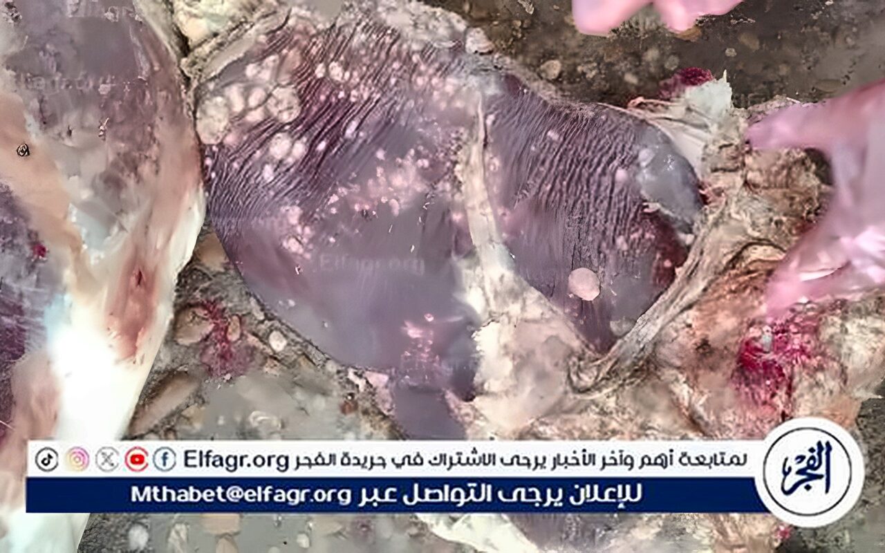 إعدام ذبيحة مصابة بالسل في المنيا بعد اكتشاف المرض عقب الذبح
