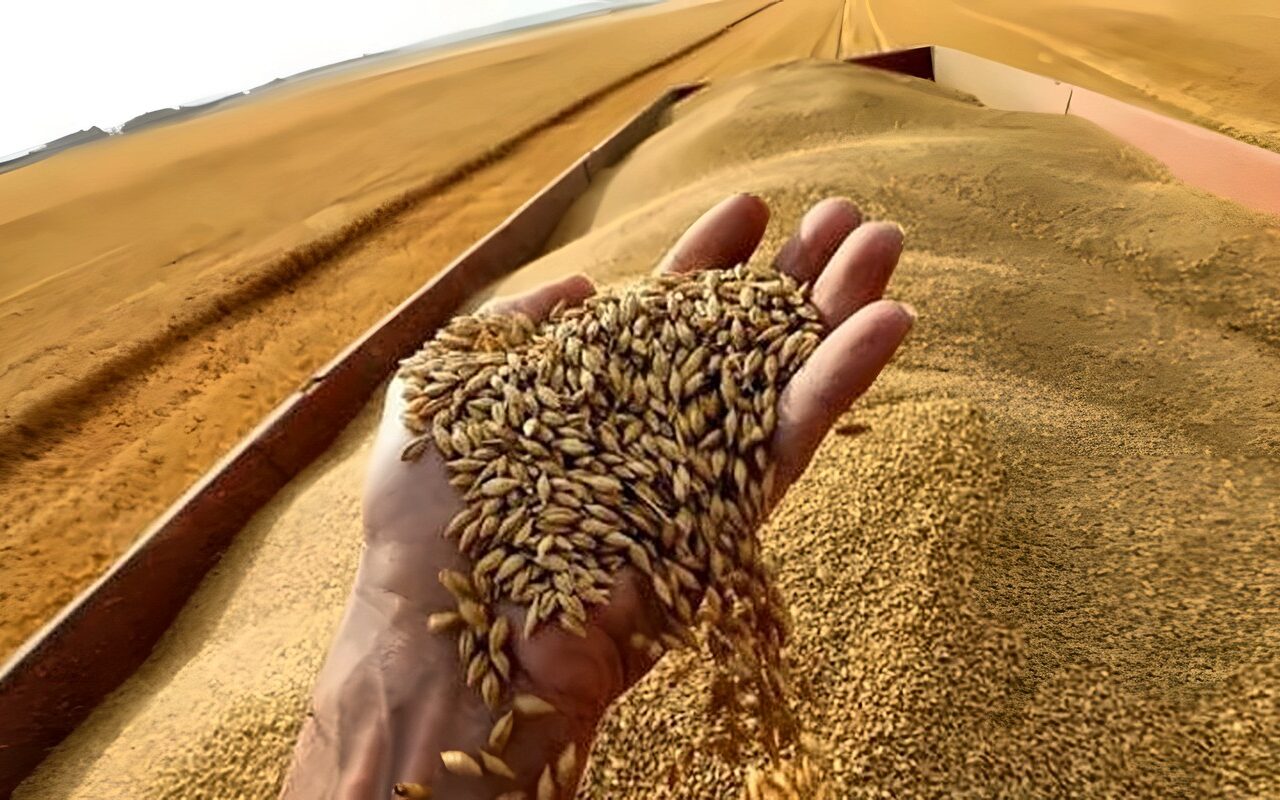 “معركة القمح”.. مصر توسع الرقعة إلى أكثر من 4 ملايين فدان.. تطرح أصنافا جديدة بإنتاجية 30 أردبًا للفدان.. وتؤكد أهمية خفض فجوة الاستيراد وتعزيز الاكتفاء الذاتي