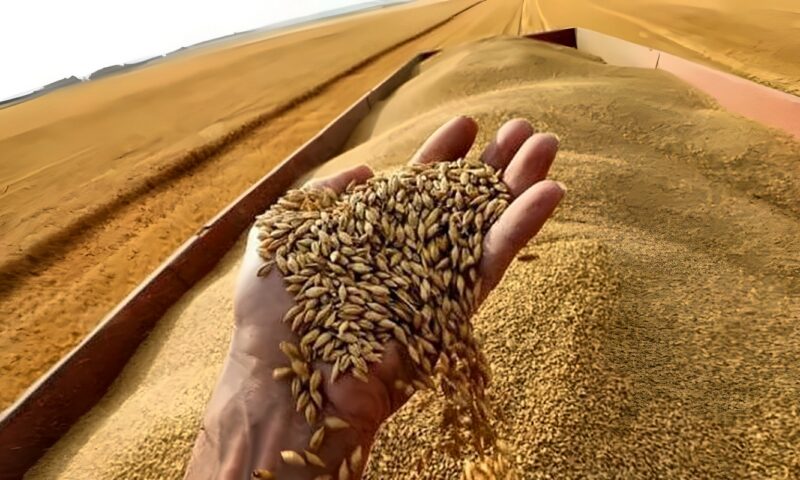 “معركة القمح”.. مصر توسع الرقعة إلى أكثر من 4 ملايين فدان.. تطرح أصنافا جديدة بإنتاجية 30 أردبًا للفدان.. وتؤكد أهمية خفض فجوة الاستيراد وتعزيز الاكتفاء الذاتي