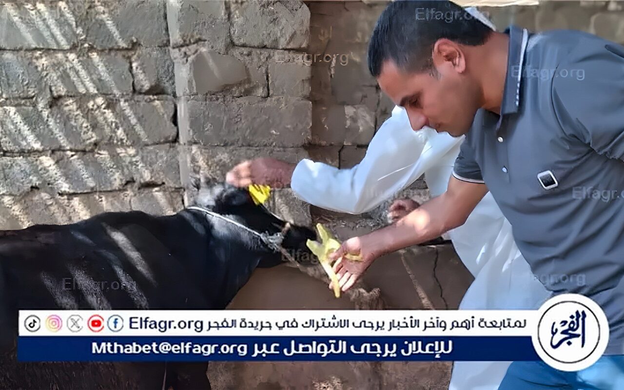 الفيوم: تحصين 146205 رأس ماشية ضد الحمى القلاعية والوادي المتصدع والتسمم الدموى وحمى الثلاث أيام