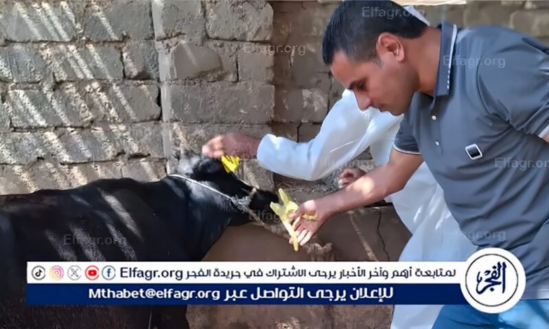 الفيوم: تحصين 146205 رأس ماشية ضد الحمى القلاعية والوادي المتصدع والتسمم الدموى وحمى الثلاث أيام