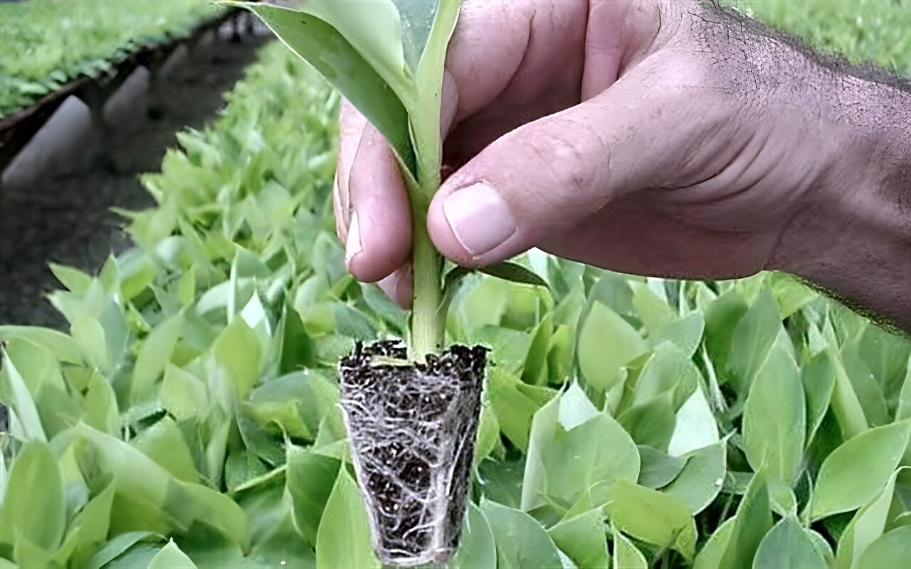 ما حكم استنساخ النباتات والأشجار؟ الإفتاء توضح