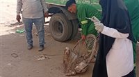 محافظ الدقهلية يتابع جهود الطب البيطري والجهات المعنية في حملات مواجهة الكلاب الضالة بمركز ومدينة شربين