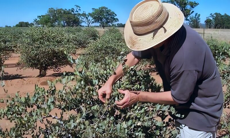 الجوجوبا تتصدر المشروعات الخضراء بالبحر الأحمر.. 600 مليون جنيه استثمارات و2000 فرصة عمل