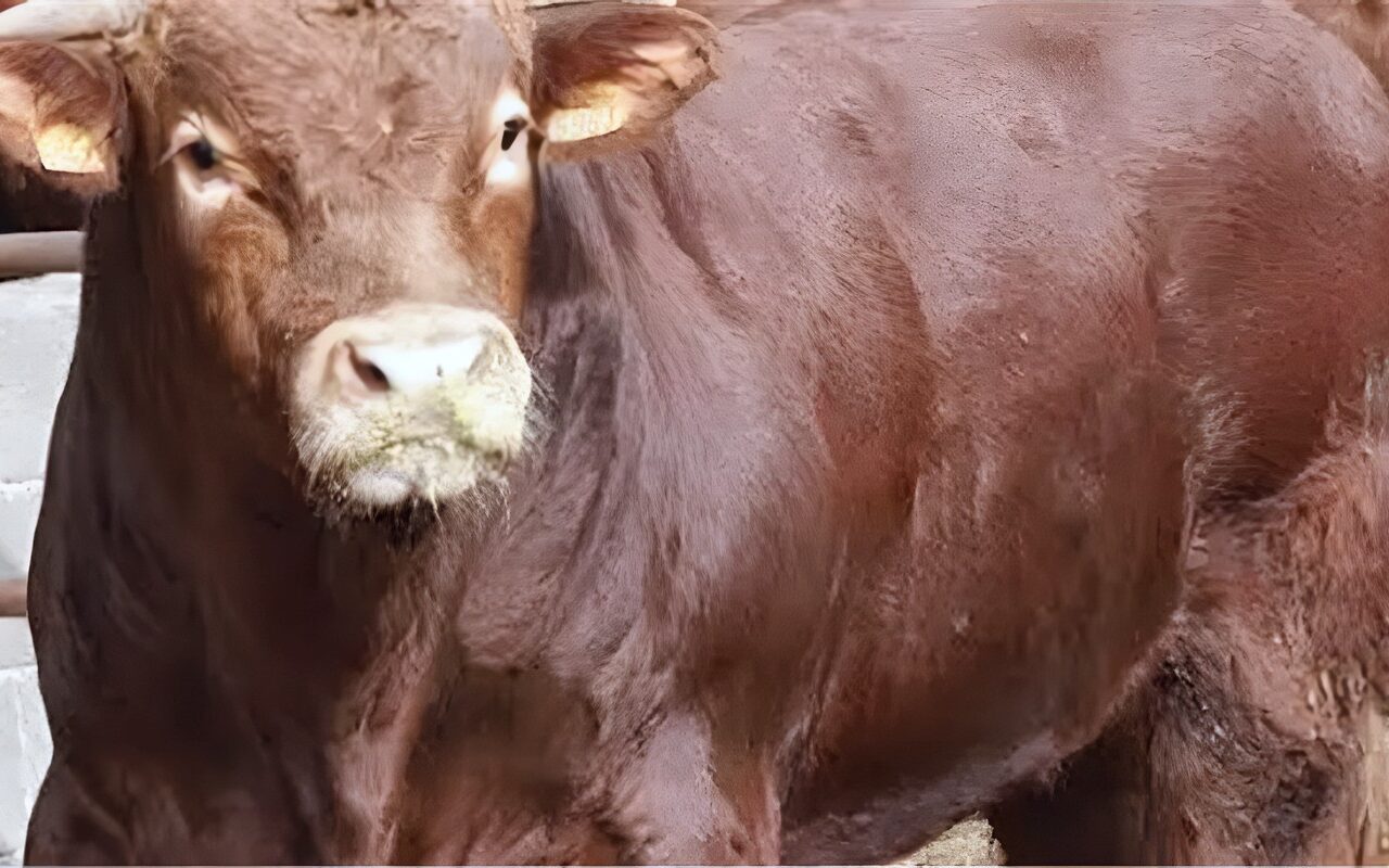 نقيب الأطباء البيطريين: نحتاج 75 ألف طبيب بيطري.. و90% من الوحدات بلا أطباء