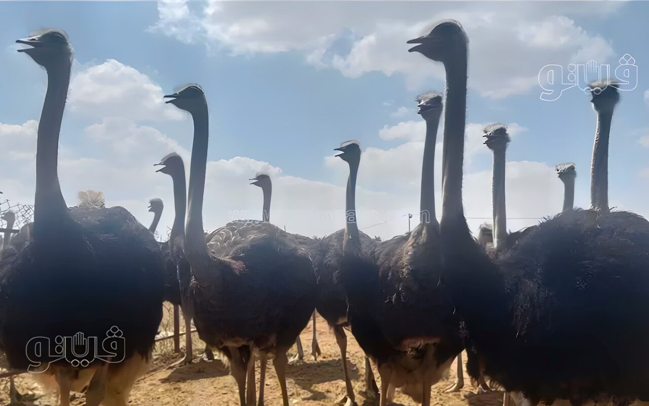 من الريش والجلود إلى الطاقة الشمسية والسياحة البيئية.. مشروع مصري يحول النعام إلى منظومة اقتصادية بلا هدر