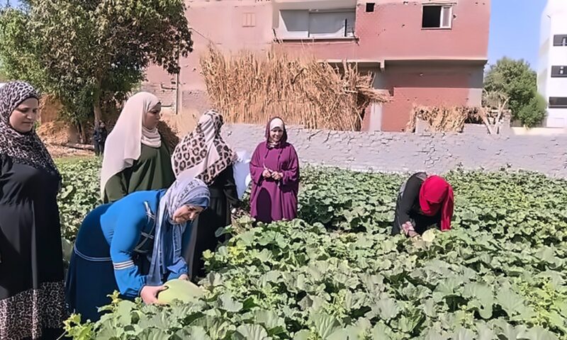 2003 مزارعين يستفيدون من المدارس الحقلية بالصعيد بينهم 612 سيدة
