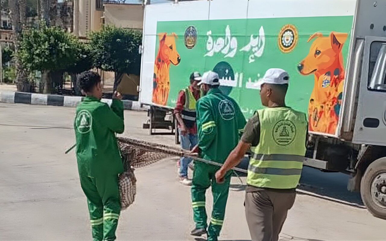 نائبة تحذر في طلب إحاطة من ظاهرة زيادة أعداد الكلاب الضالة