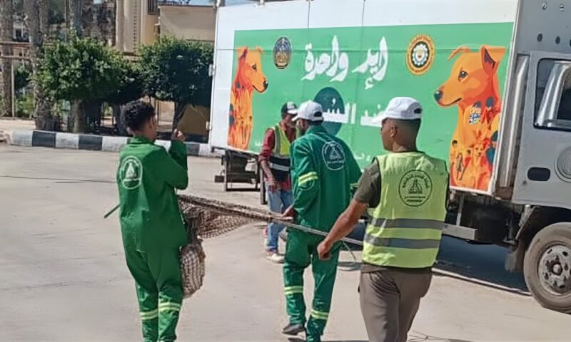 نائبة تحذر في طلب إحاطة من ظاهرة زيادة أعداد الكلاب الضالة