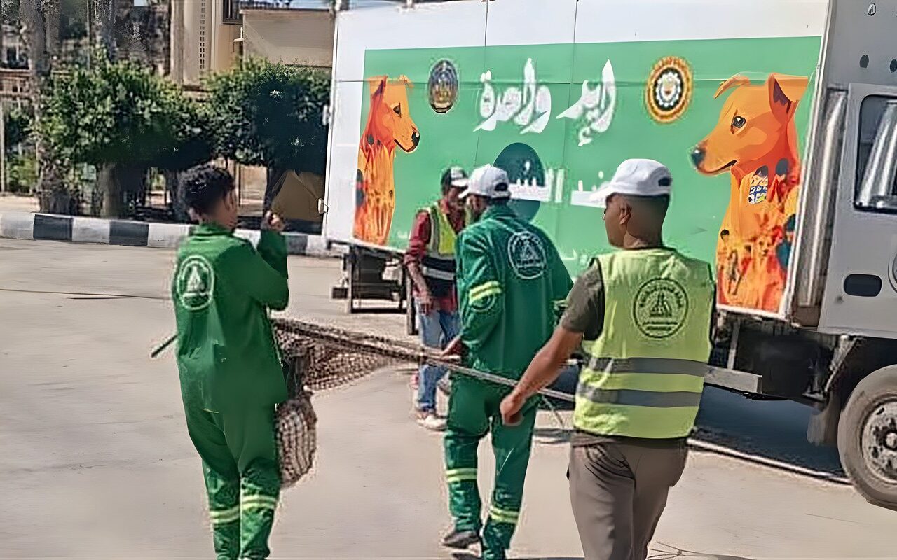 تكثيف الحملات بالمناطق الأكثر تعرضا لانتشار الكلاب الضالة للحد من مخاطرها في الدقهلية